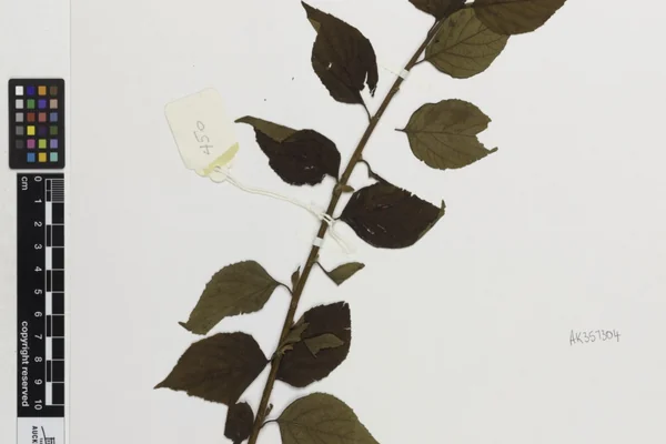 Microglossa pyrifolia benefits