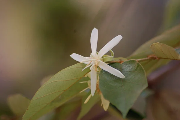 Muchukunda (Pterospermum) benefits