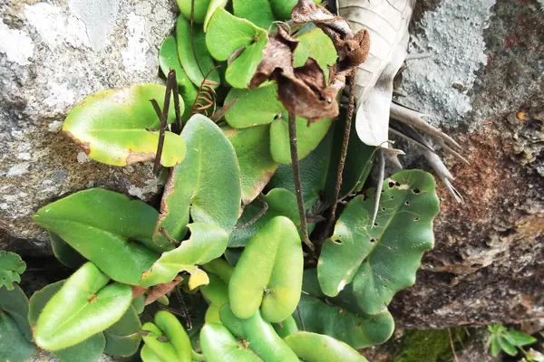 Mule Fern benefits