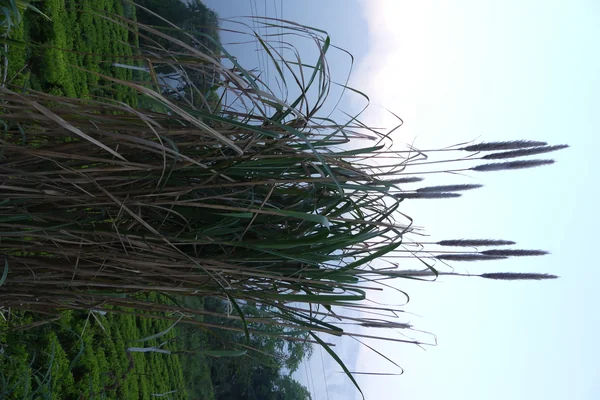 Munja benefits