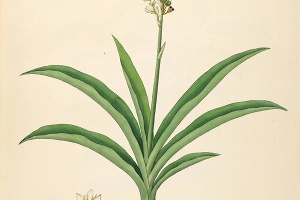 Musali benefits