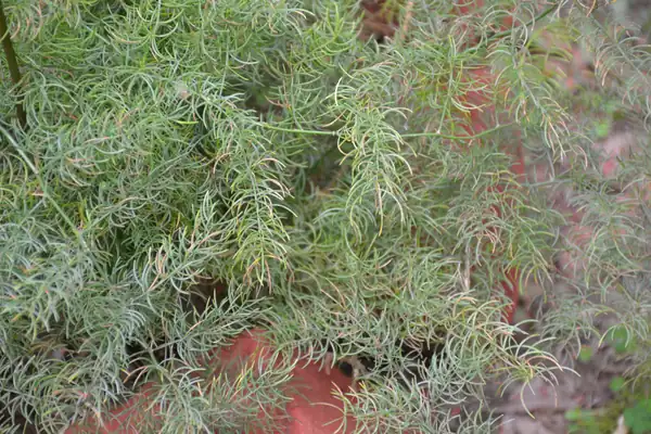 Mushali benefits