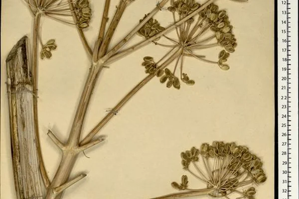 Musk Root benefits