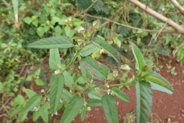 Naagabalaa benefits