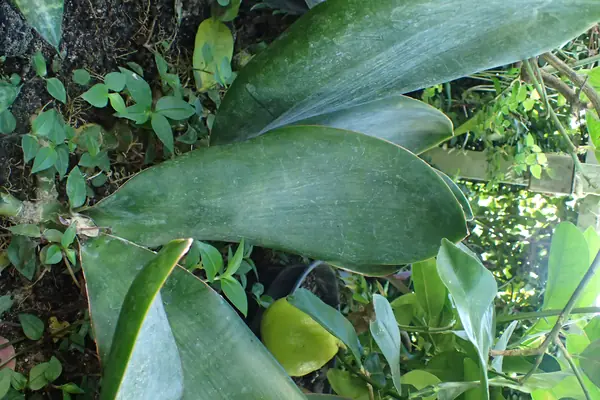 Naagadamani benefits