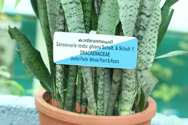 Naagadamani benefits