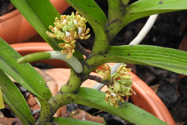 Naakuli benefits