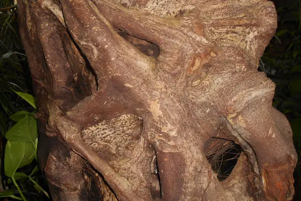 Nandi vrksha benefits