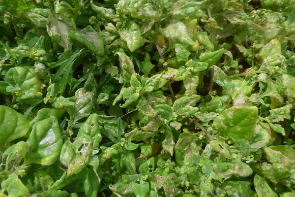 New Zealand Spinach benefits