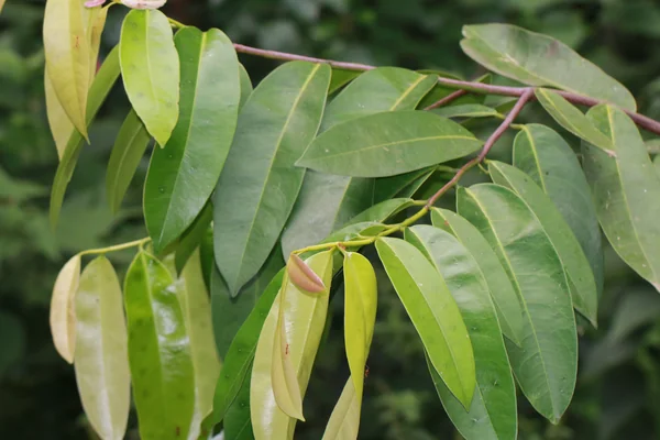 Niepa Bark tree benefits