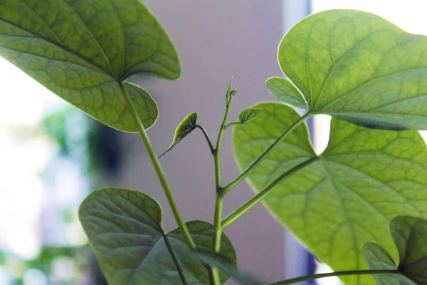Ololiuqui benefits