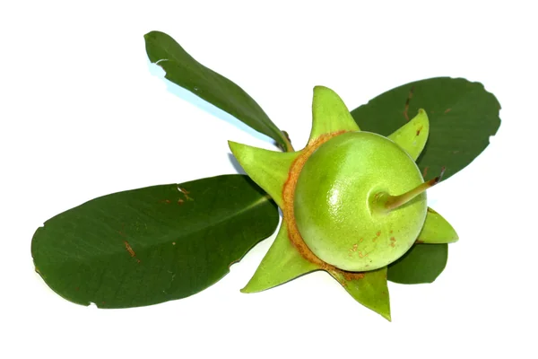 Orchaa benefits