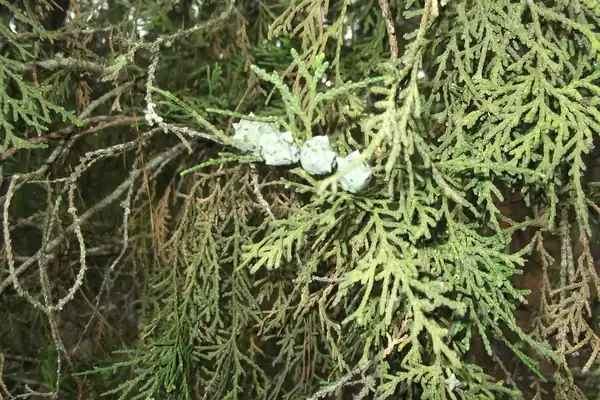 Oriental Arbor-Vitae benefits