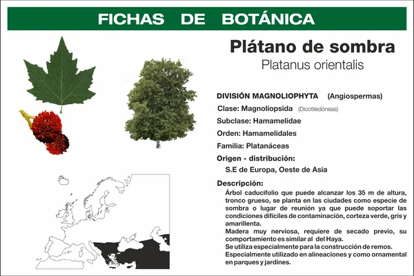 Oriental Plane benefits