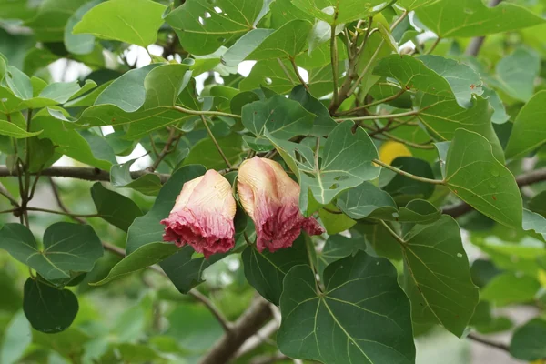 Paarisha benefits