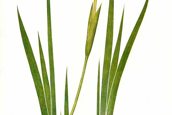 Paarseeka Vachaa benefits