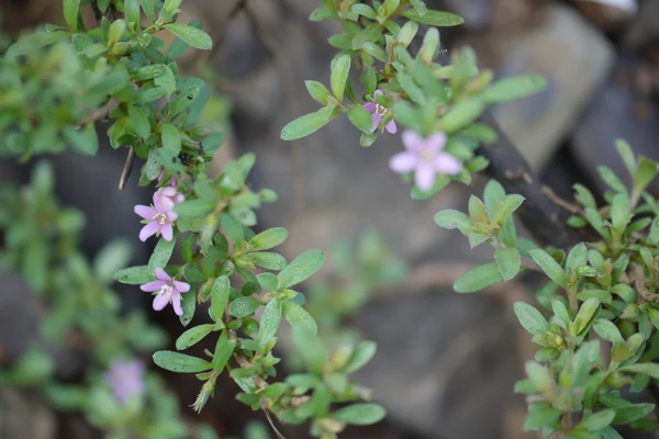 Paashaanbheda benefits