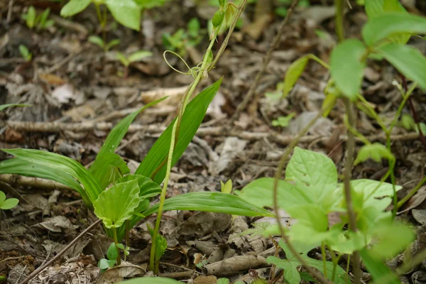 Padmachaarini benefits