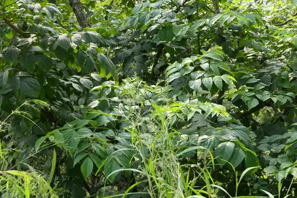Padri tree benefits