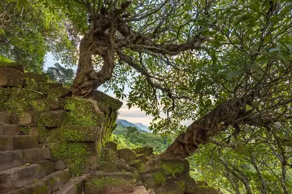 Pagoda tree benefits