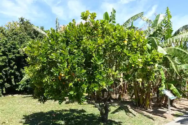 Panasa benefits