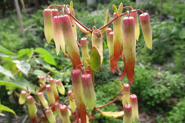 Parnabija benefits