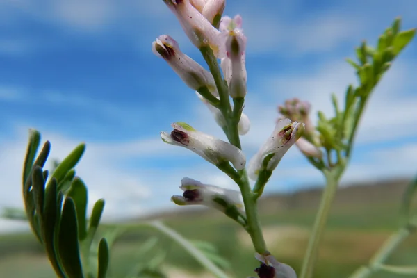 Parpata benefits