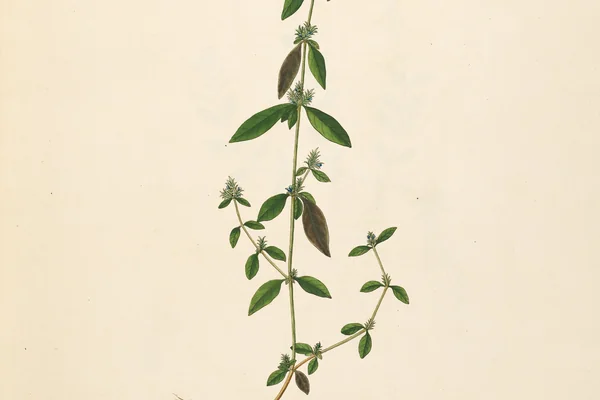 Parpata benefits