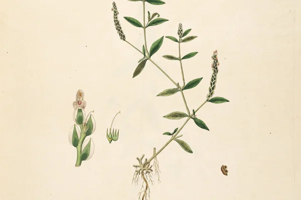 Parpata benefits