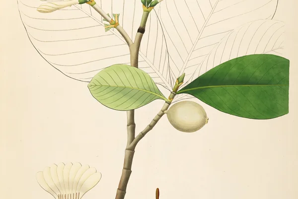 Parpataki benefits