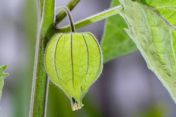 Parpoti benefits
