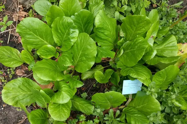 Pashanbheda benefits