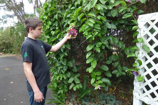 Passiflora quadrangularis benefits