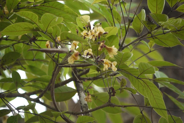 Patala benefits