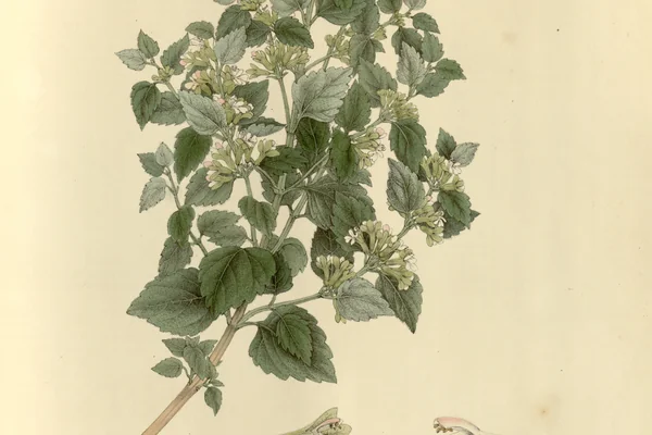 Patkarru benefits