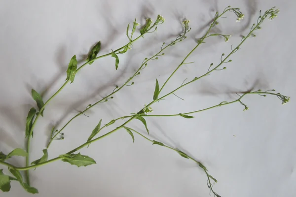 Pennycress benefits