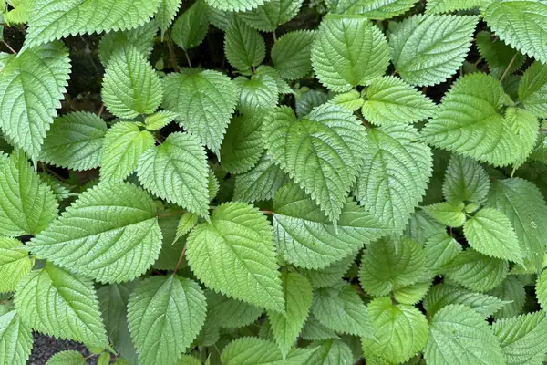 Perilla benefits