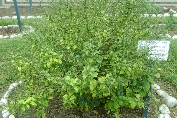 Petiveria alliacea benefits