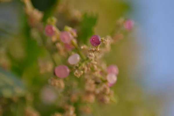 Pilu benefits