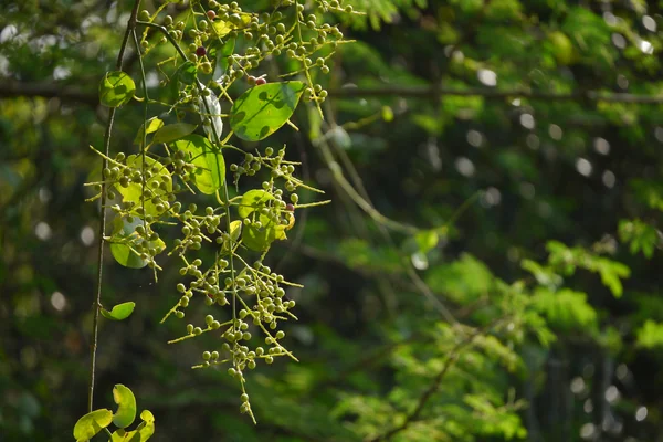 Pilu benefits
