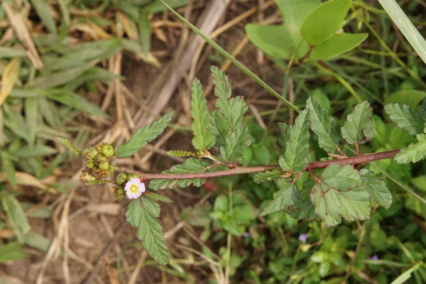 Pinnakkuppundu benefits