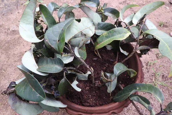 Pisi benefits