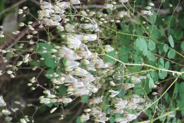 Pitarangaa benefits