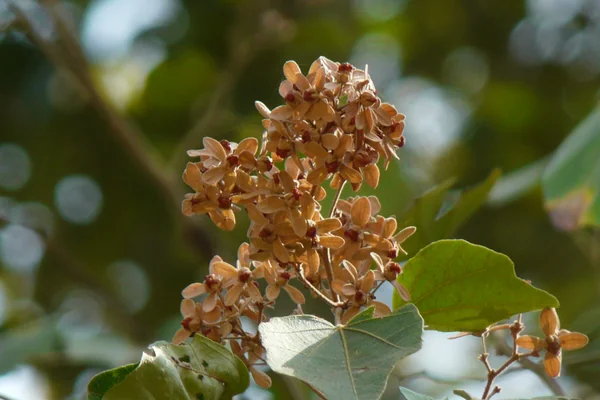 Pola benefits