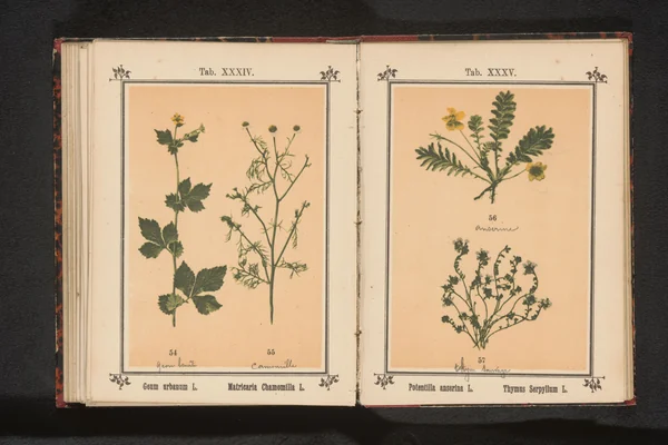 Potentilla anserina benefits