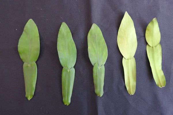 Pothos scandens benefits