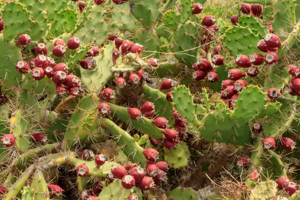 Prickly Pear benefits