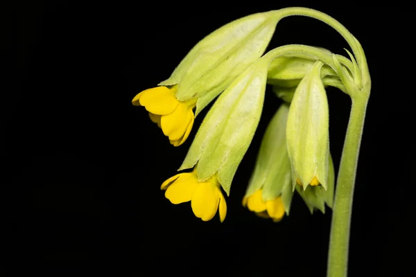 Primrose benefits
