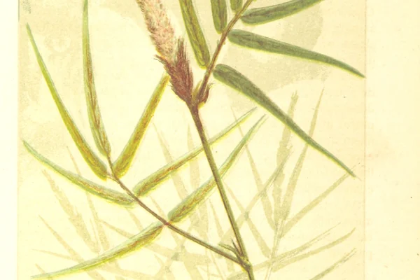Prishniparni benefits