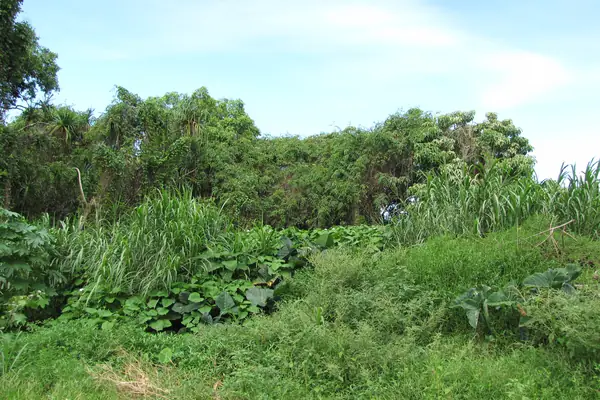 Puutikaranja benefits